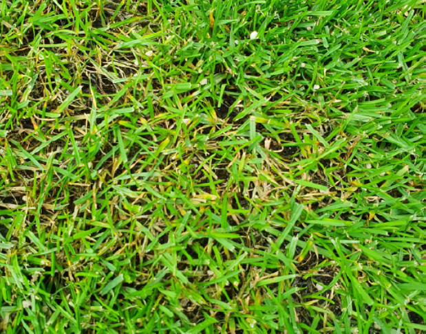 Gray leaf spot on turfgrass football pitch